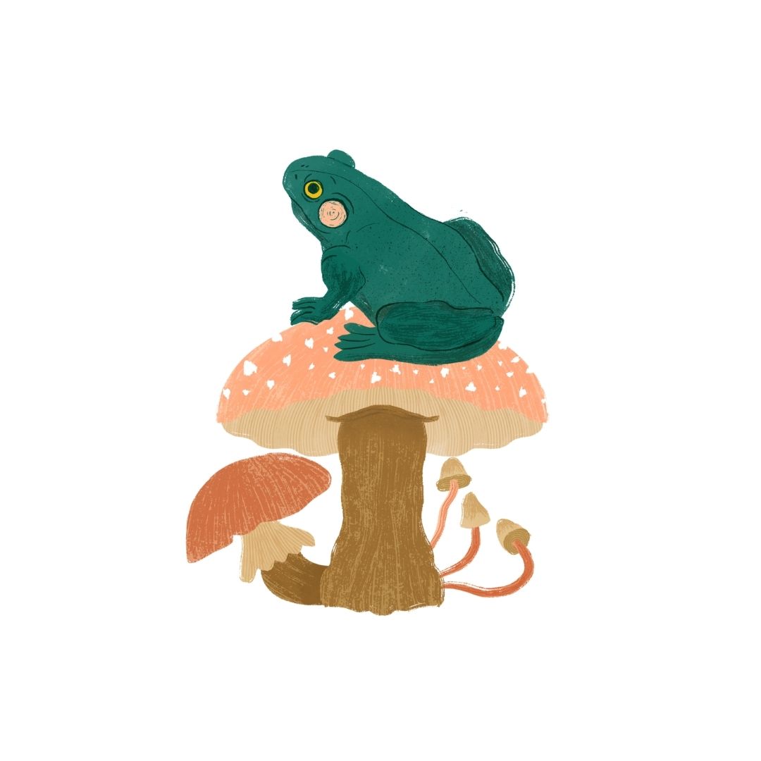 Frog On Toadstool